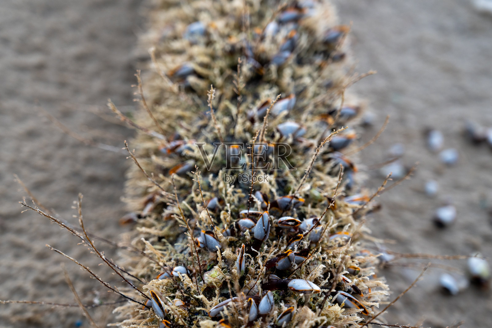 太平洋海边漂流木上的鹅颈藤壶照片摄影图片