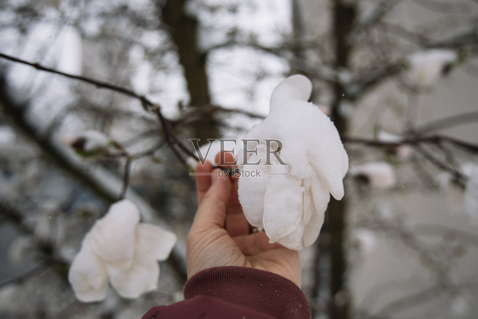 雷根斯堡,德国——2022年4月2日:木兰花被四月的雪覆盖照片摄影图片