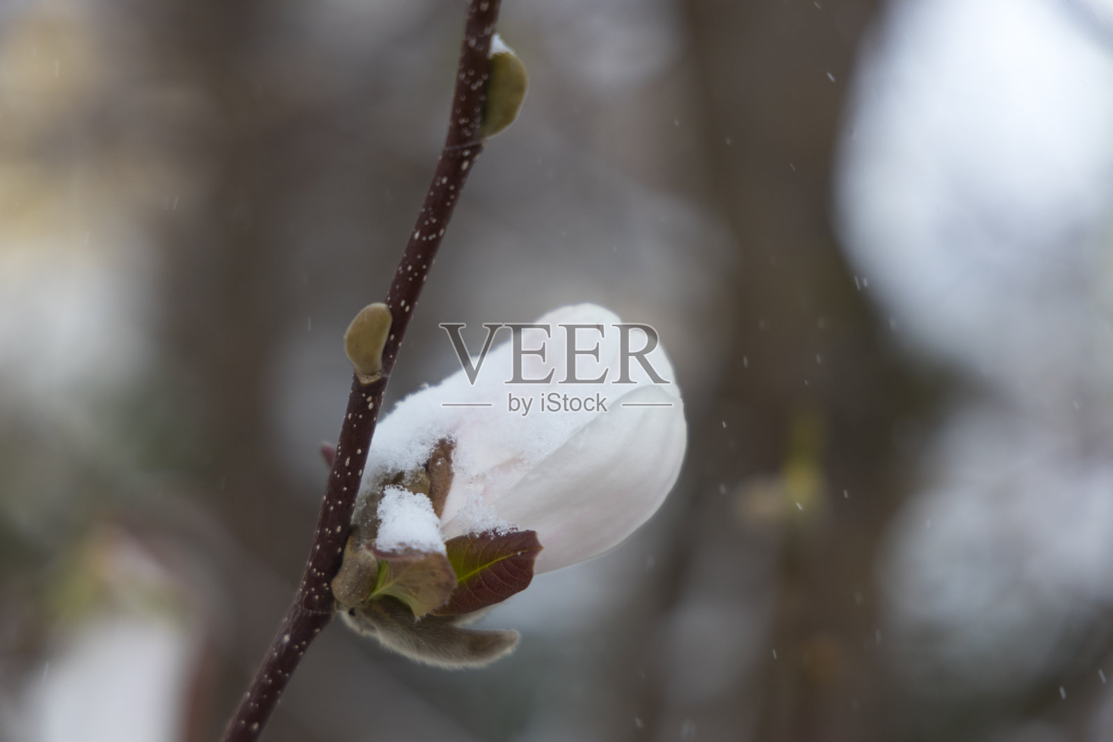 雷根斯堡,德国——2022年4月2日:木兰花被四月的雪覆盖照片摄影图片