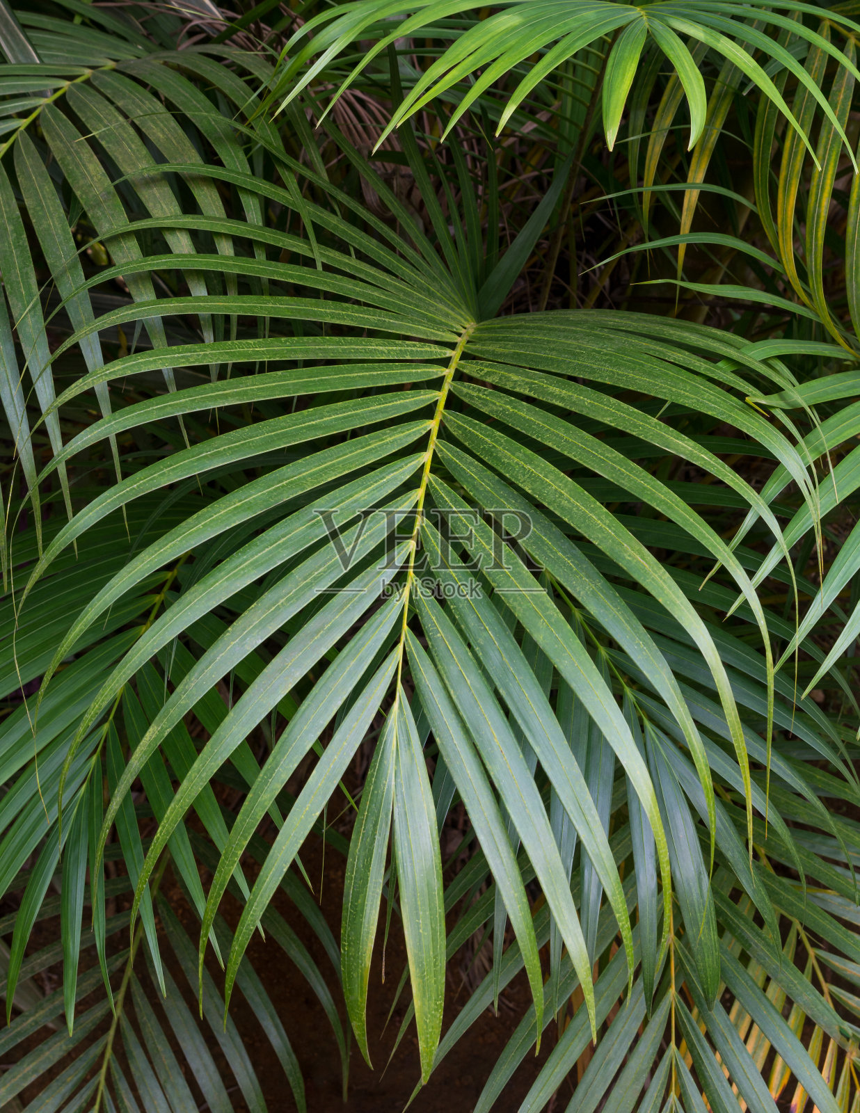 棕榈叶,热带树叶,花园背景照片摄影图片