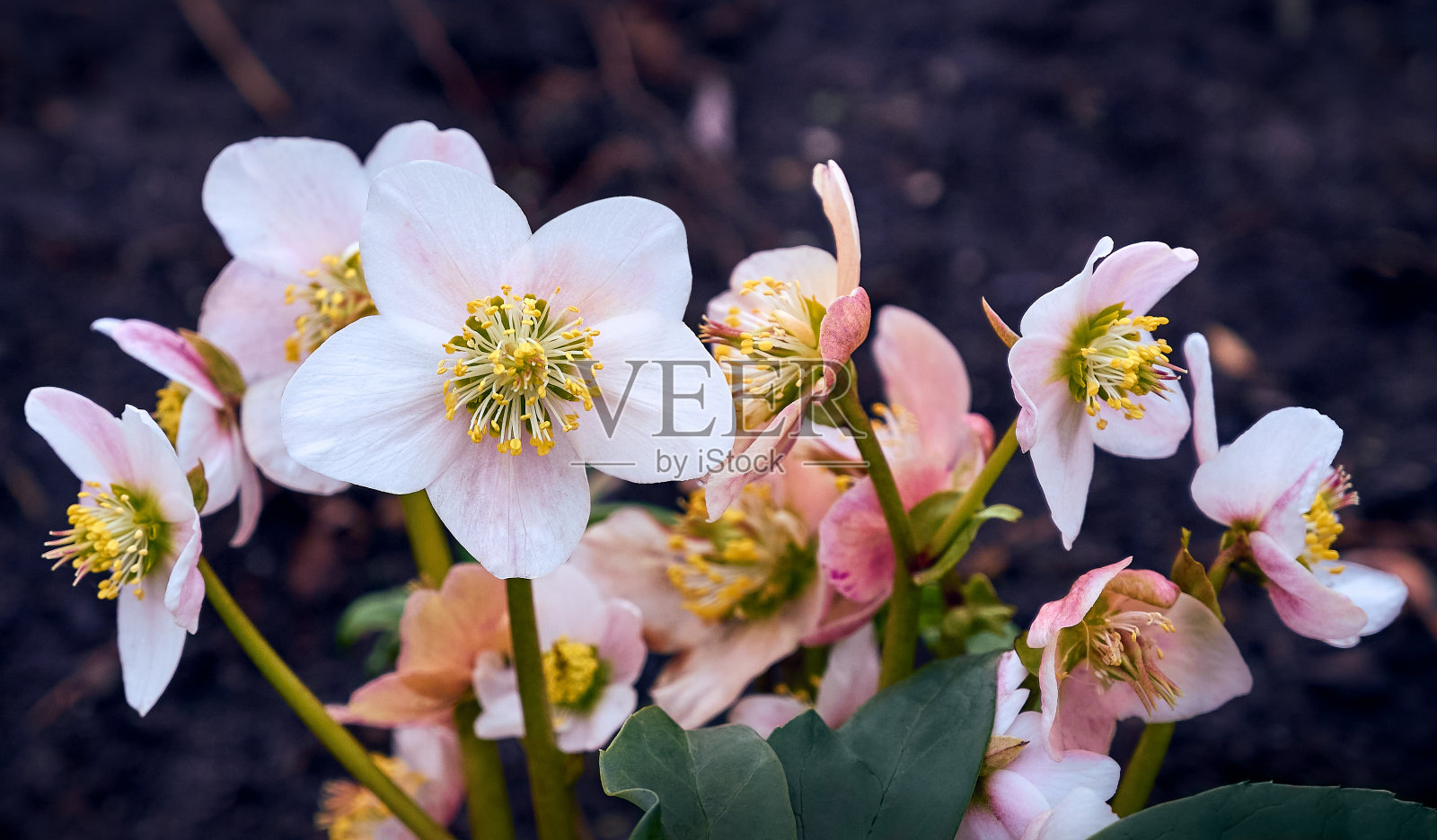 白色和粉红色的圣诞玫瑰的特写。照片摄影图片