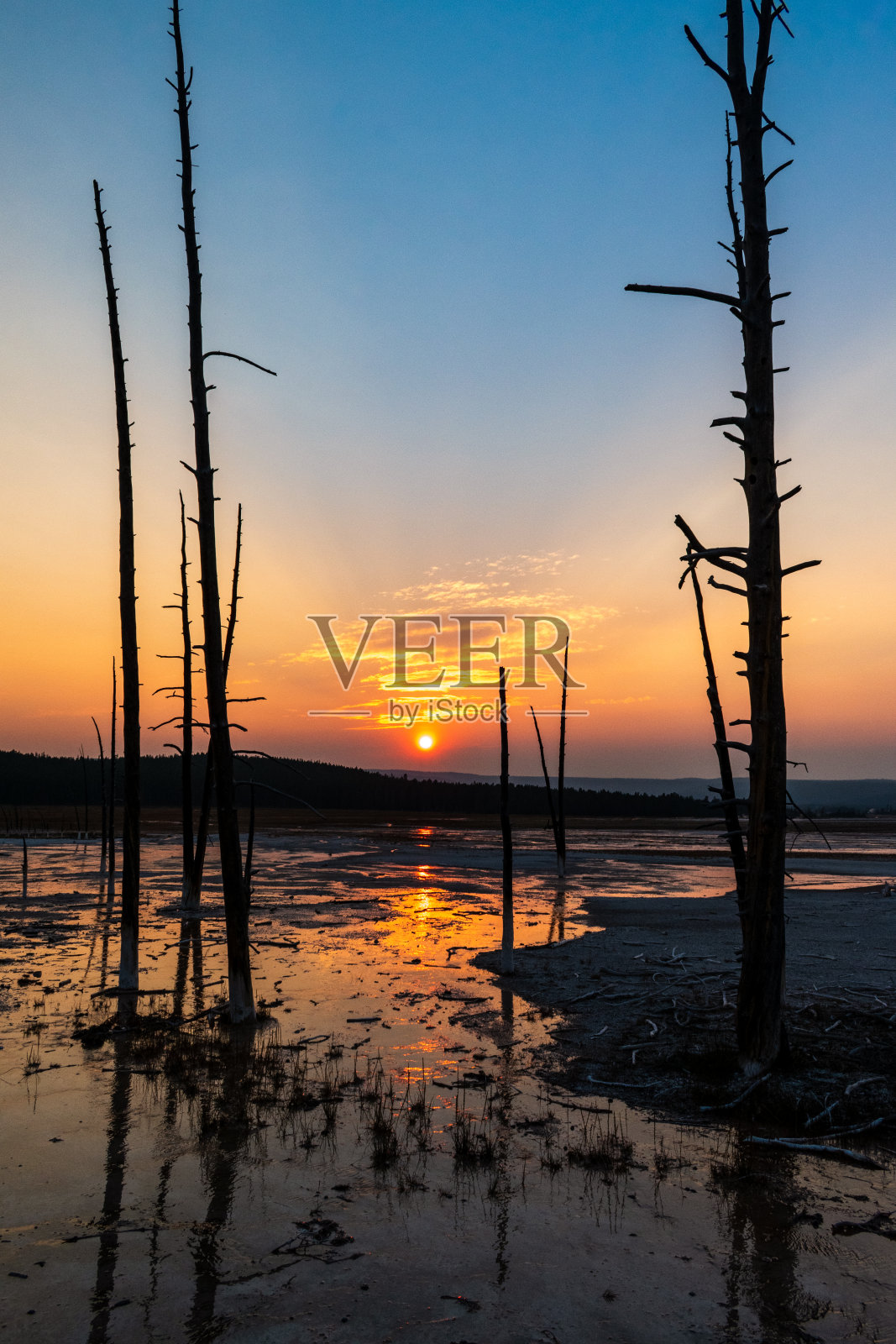 夕阳下的波比袜子树照片摄影图片