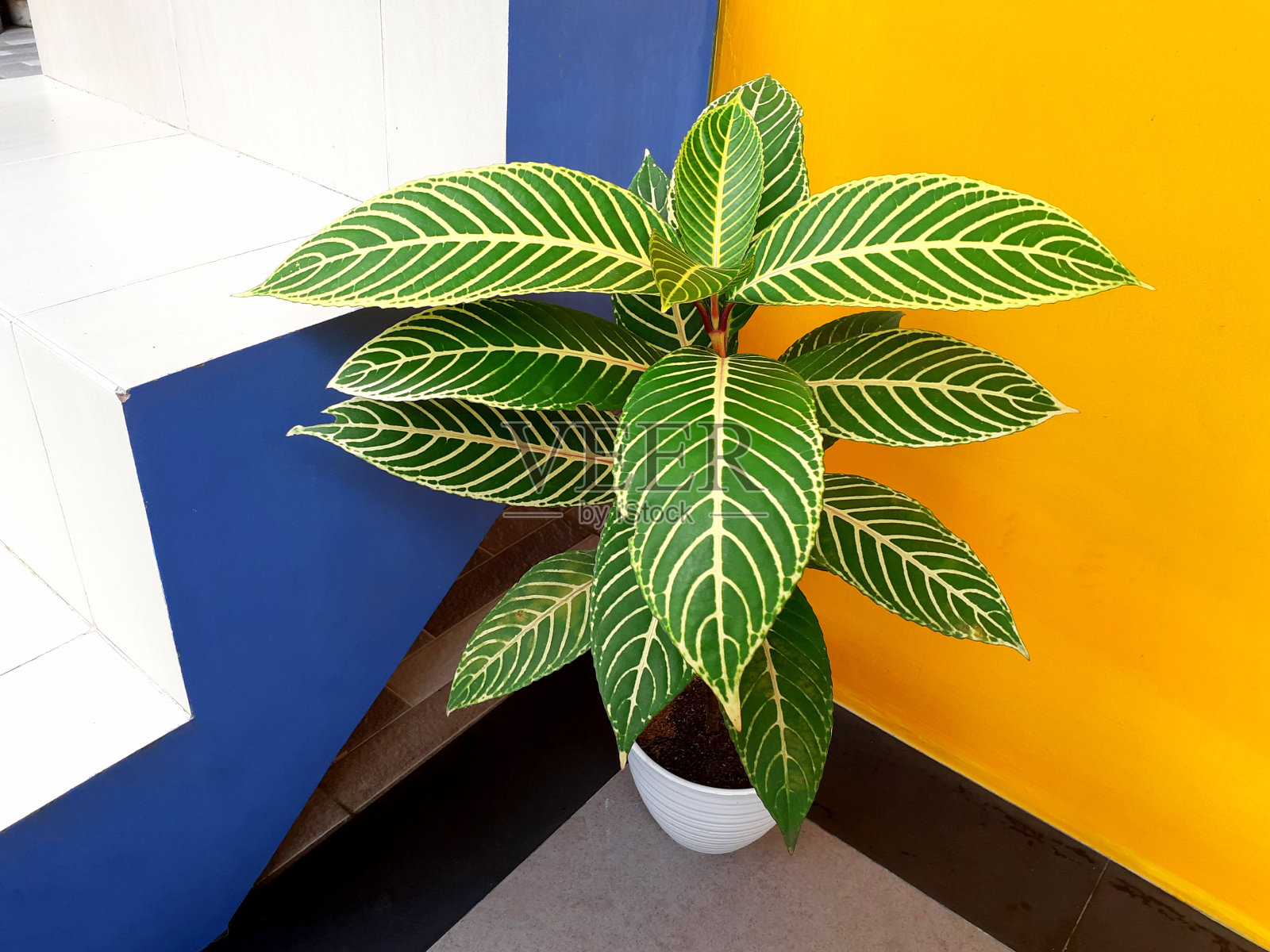 凤仙花属植物的自然模式。照片摄影图片