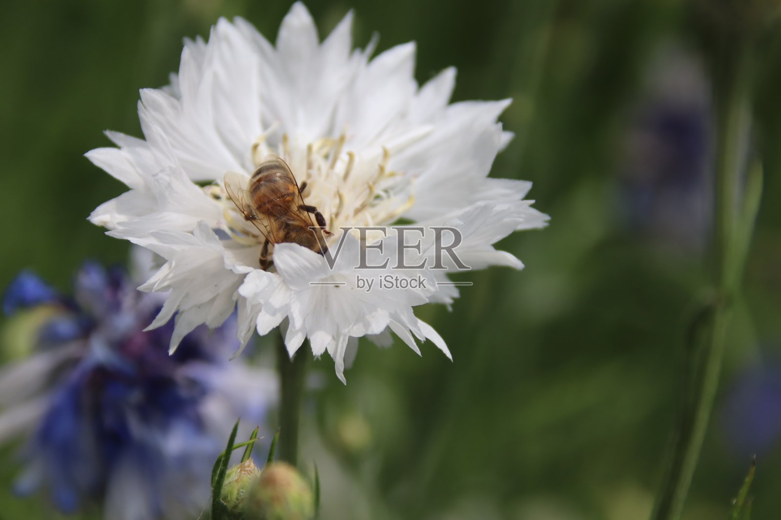 蜜蜂和花照片摄影图片