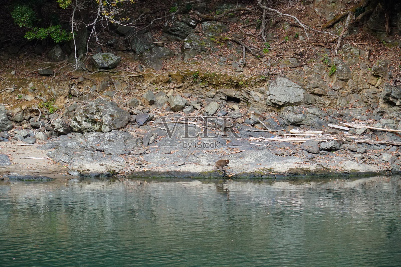 河流和猴子照片摄影图片