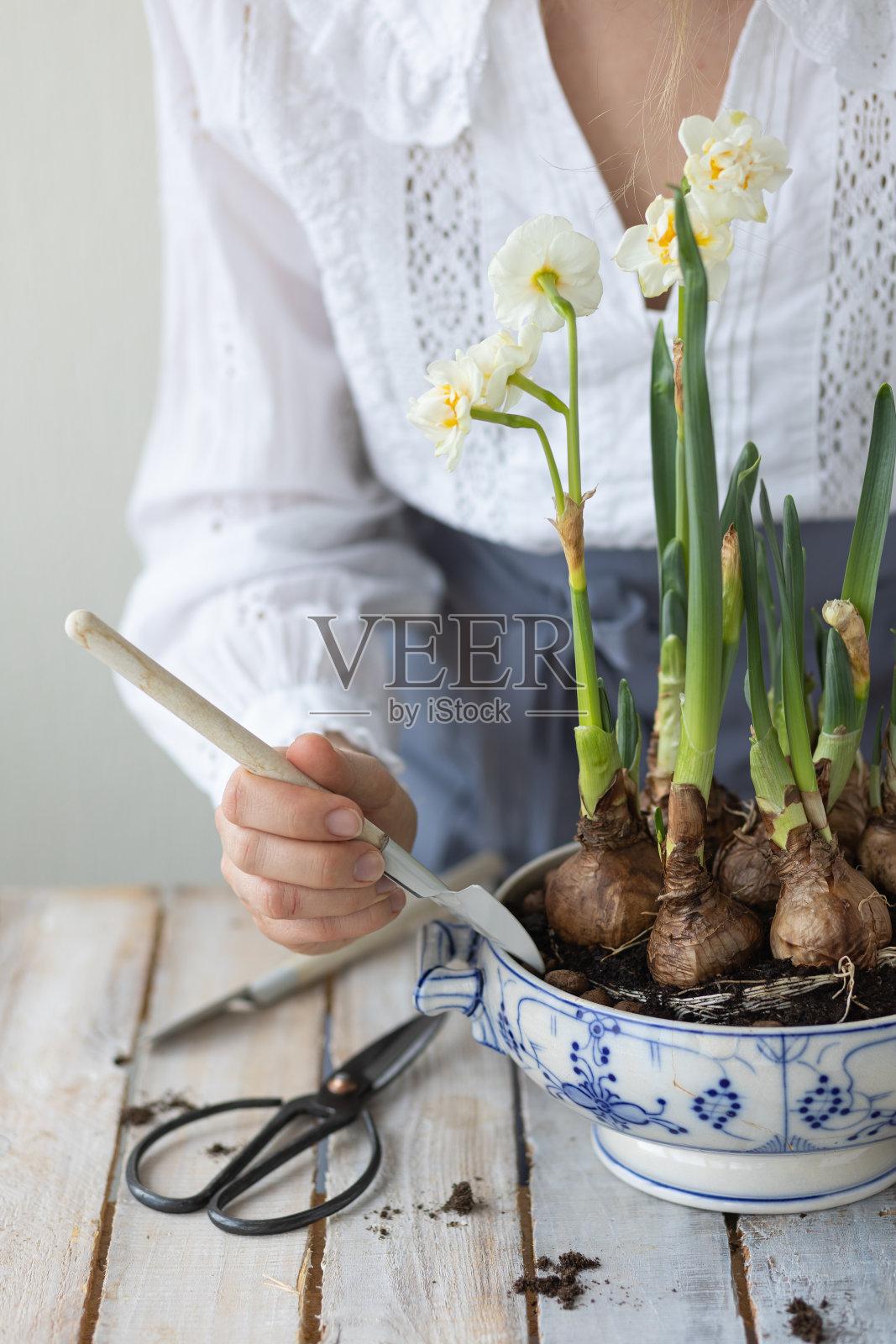 一个年轻的女人在围裙上种植水仙球茎在一个古老的汤锅。春天。家的概念花园,花卉,家庭生活。的生活方式。照片摄影图片