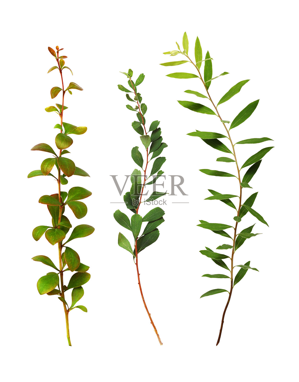 一组带绿叶的小枝照片摄影图片