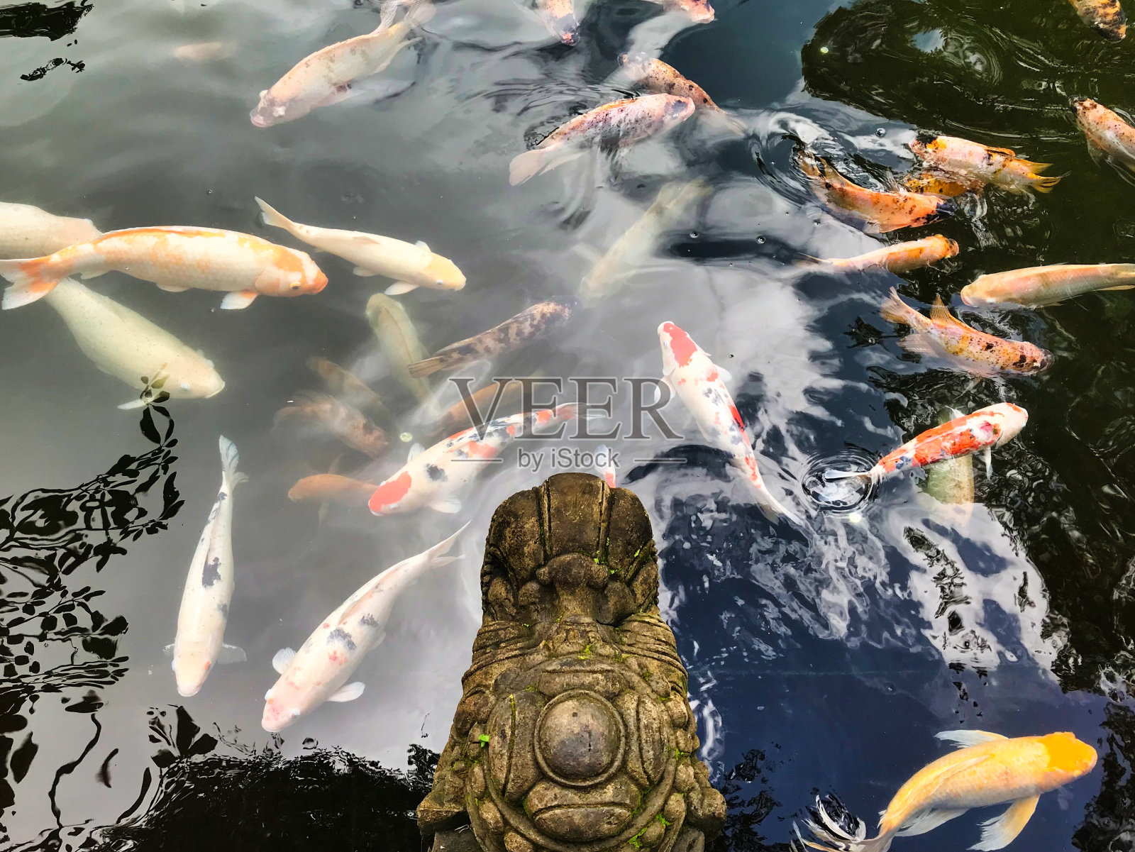 Tirta Empul Temple的锦鲤池塘照片摄影图片