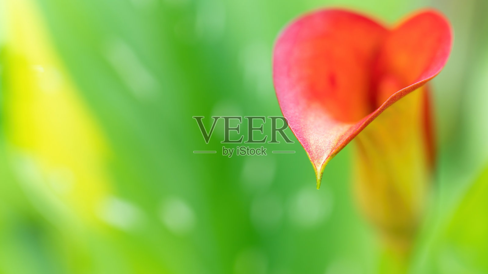 橙色马蹄莲花在绿色背景上的微距照片。罕见的马蹄莲花序特写与复制空间。环境保护的概念。青春与健康理念。照片摄影图片