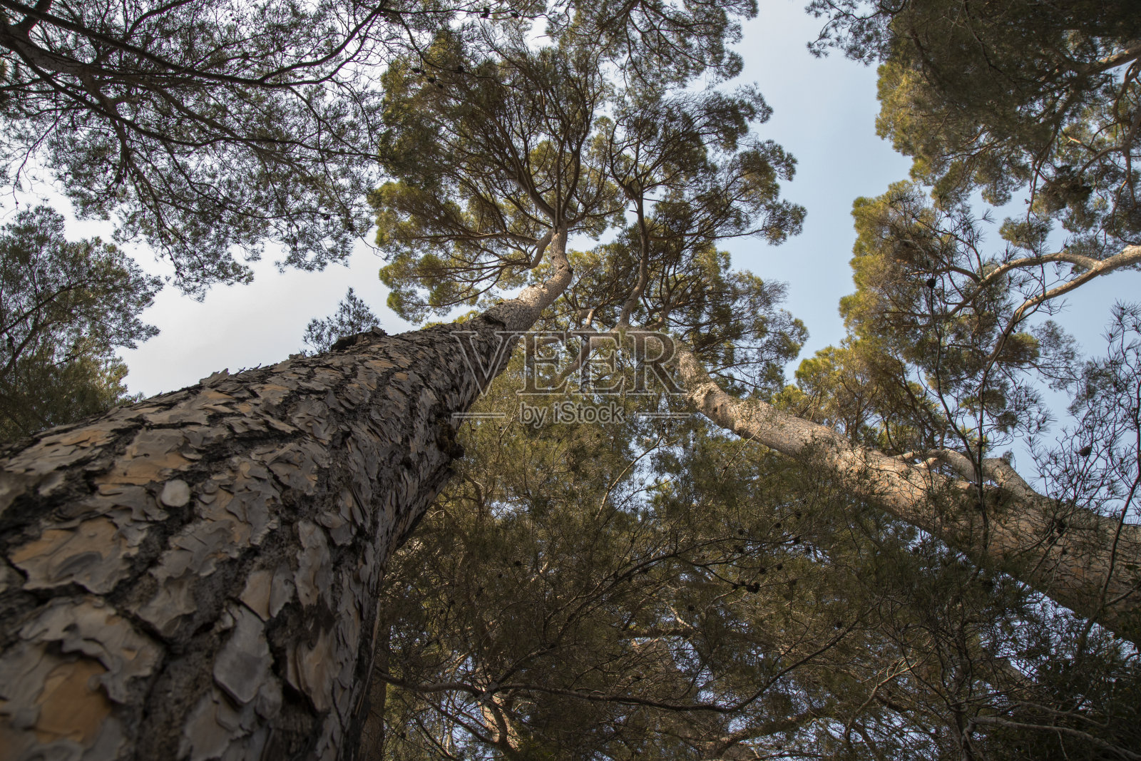 高大的树木和天空照片摄影图片