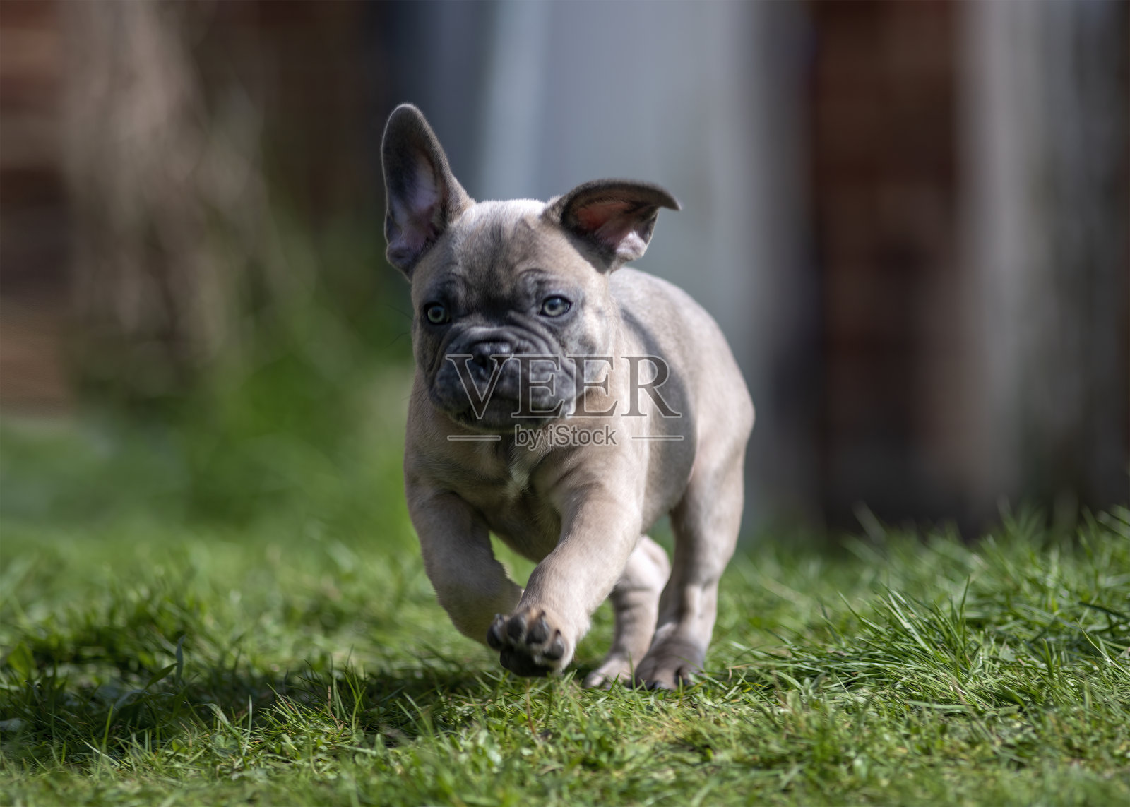 法国斗牛犬小狗在花园里玩耍照片摄影图片