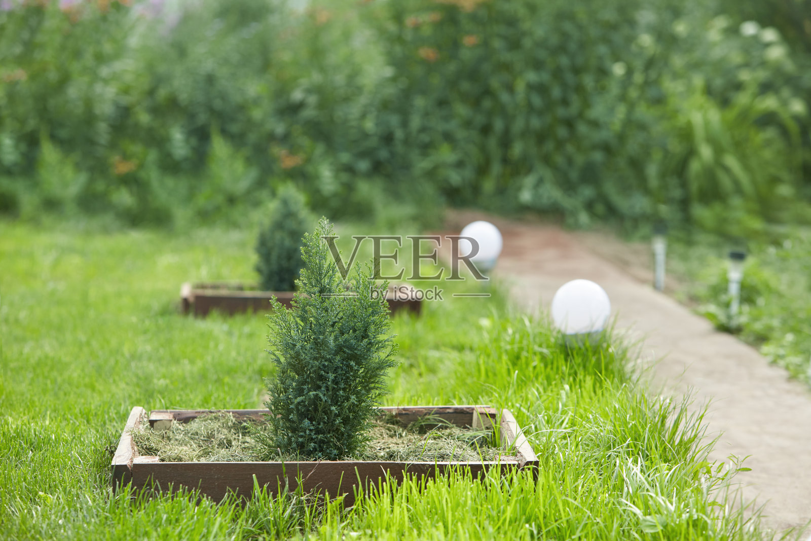 花园里的夏天照片摄影图片