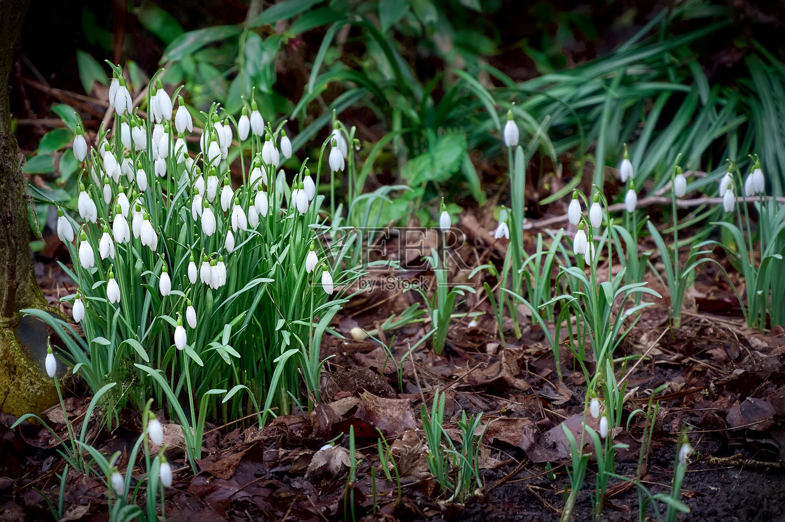 精致的雪花莲(雪花莲属)。第一个春天的花朵。照片摄影图片