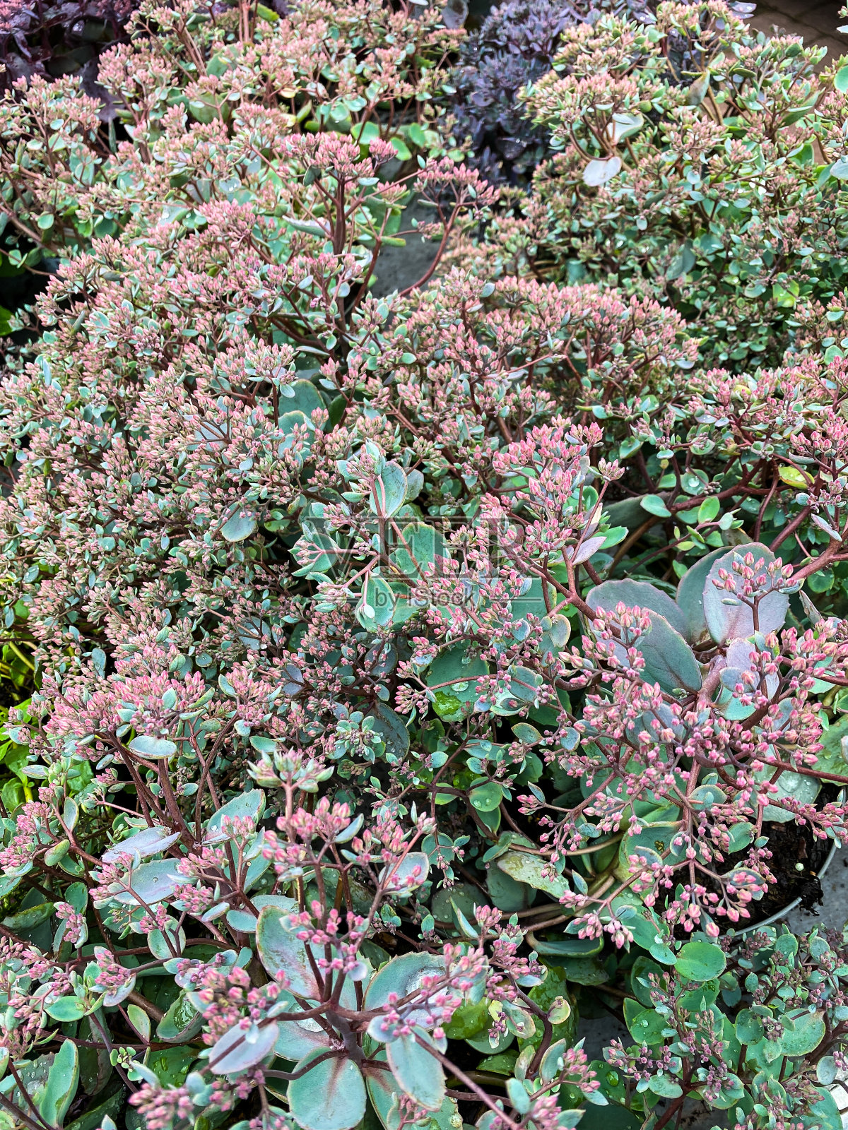 景天属植物红闪闪发光。照片摄影图片