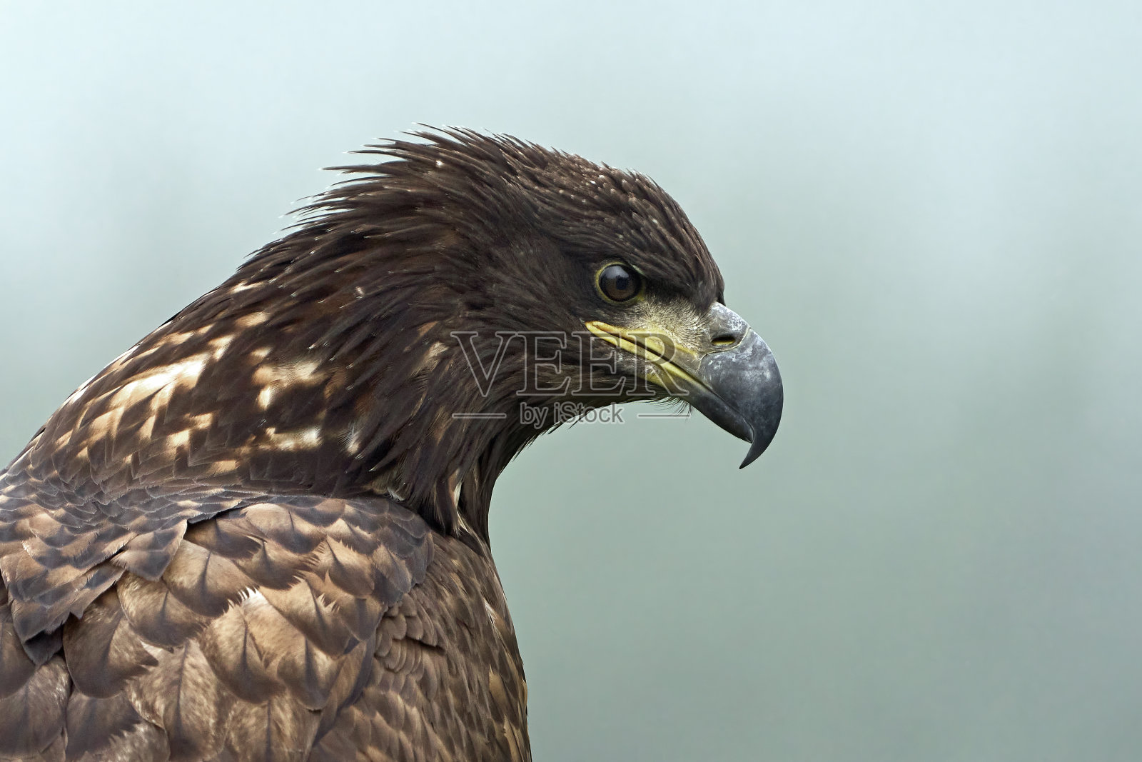 白尾鹰(白尾海雕)照片摄影图片