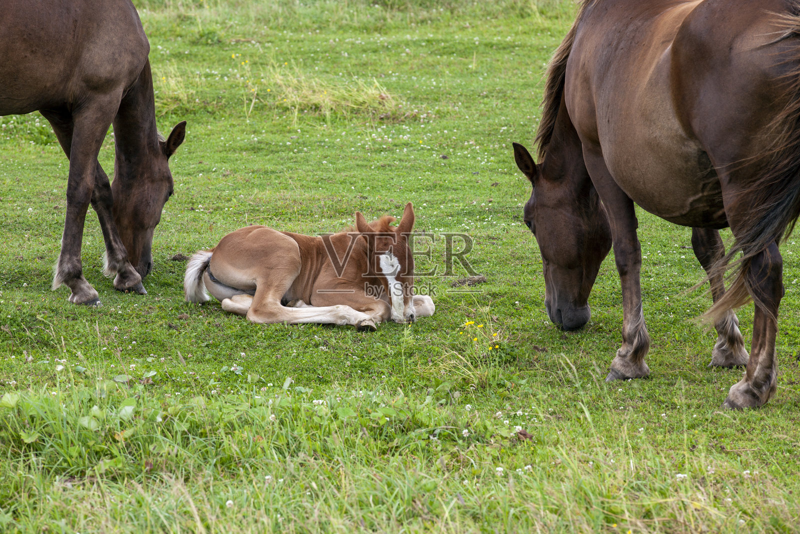 夏天,小马驹在绿草如茵的田野里吃草照片摄影图片