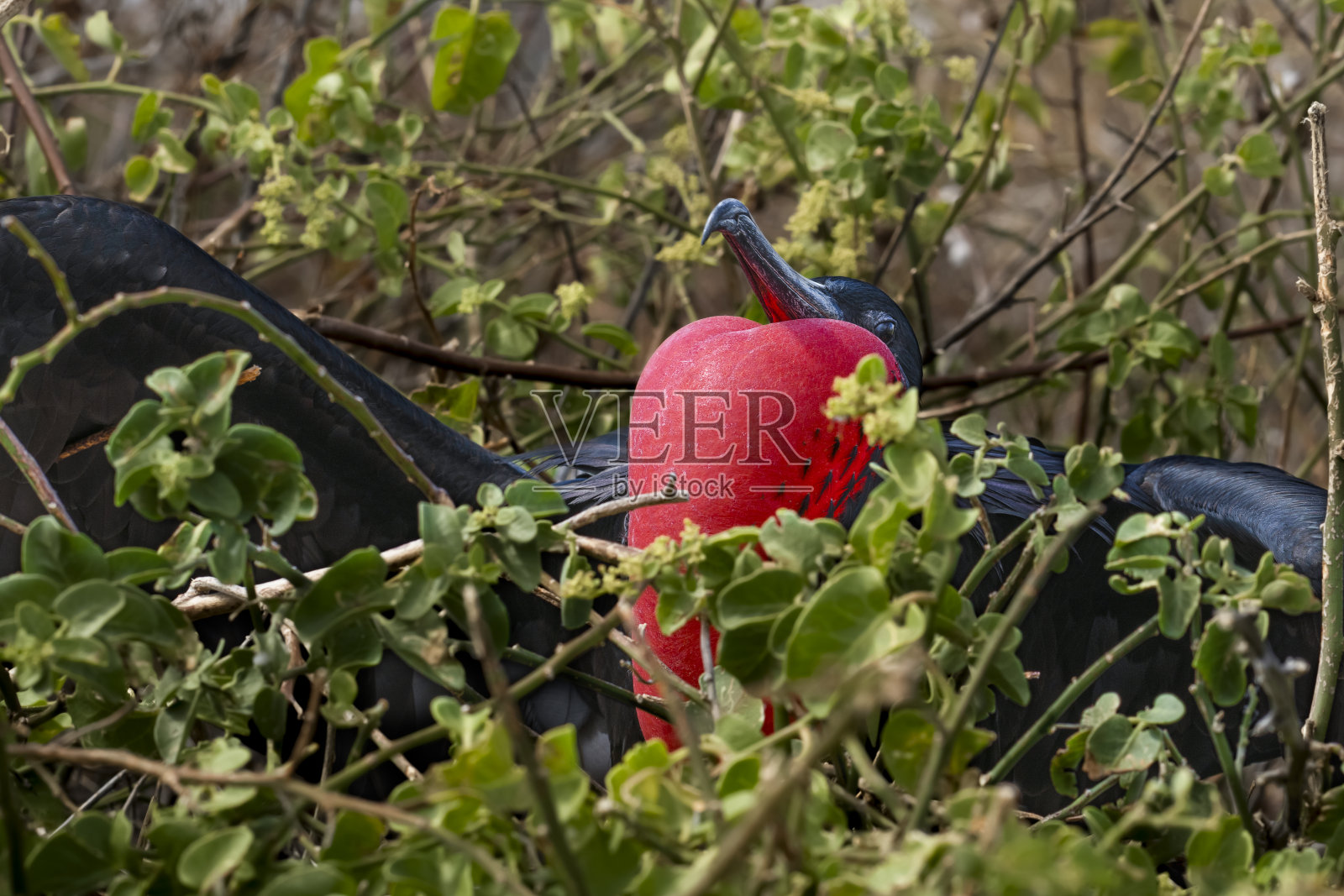 雄性华丽军舰鸟(弗雷加塔雄鸟)与它的喉囊充气在岛灰狼岛(岛灰狼),圣Cristóbal, Galápagos,厄瓜多尔照片摄影图片