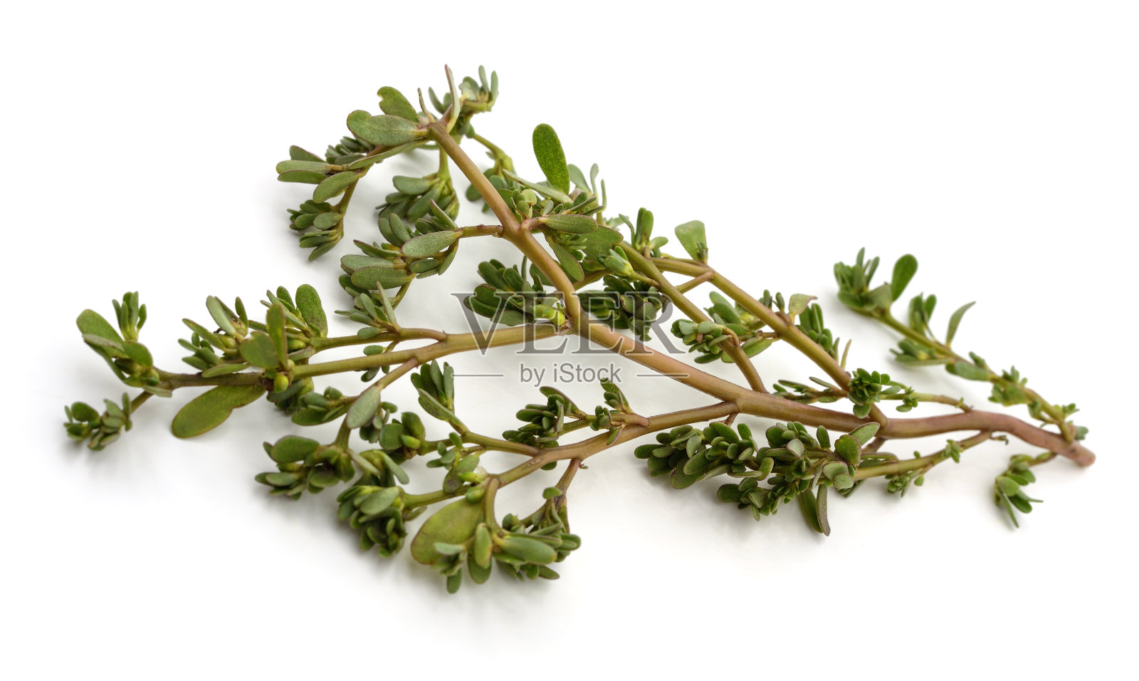 绿色马齿苋分支。照片摄影图片