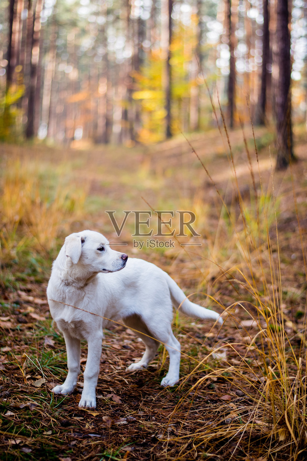 白色的拉布拉多,杂种,秋天森林里满是树叶的狗。照片摄影图片