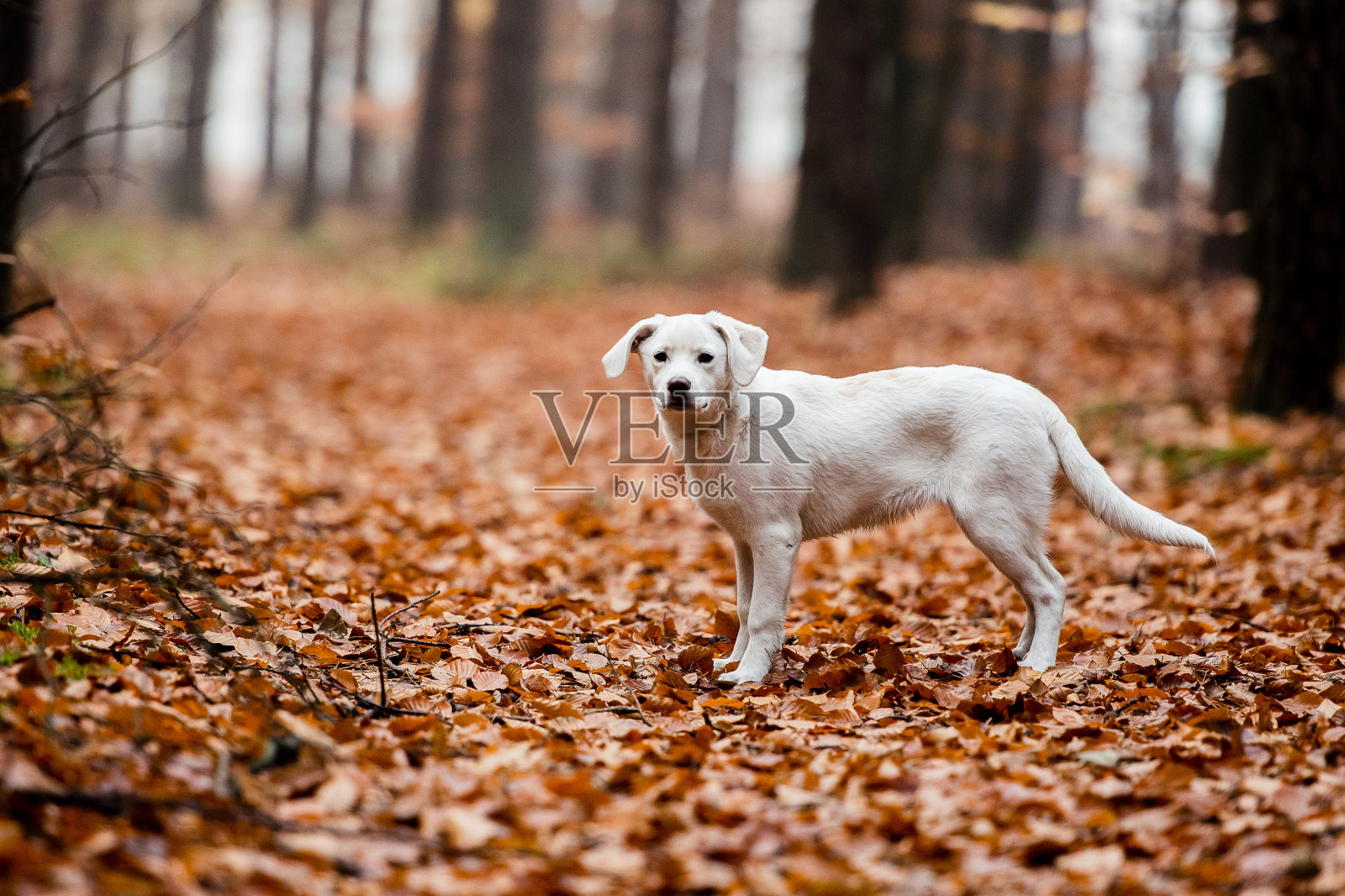 白色的拉布拉多,杂种,秋天森林里满是树叶的狗。照片摄影图片