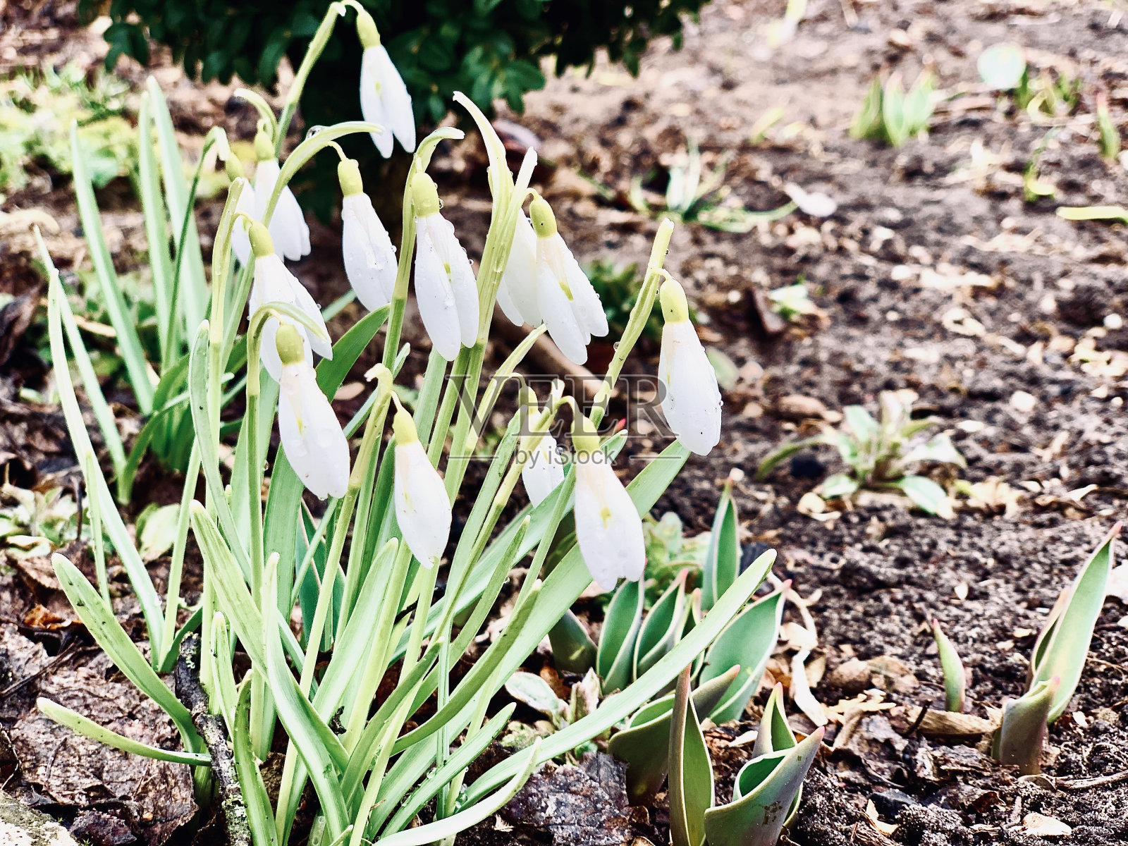 白色的雪花莲从地上长出来。照片摄影图片