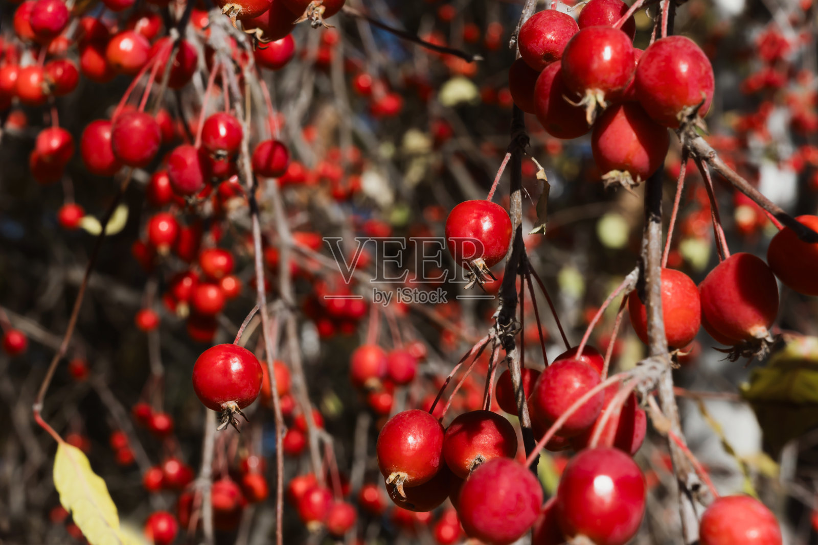 野生森林苹果树上的红苹果。照片摄影图片