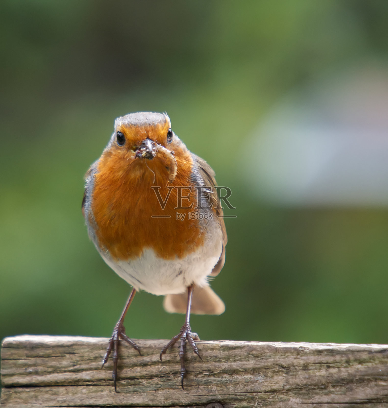罗宾照片摄影图片