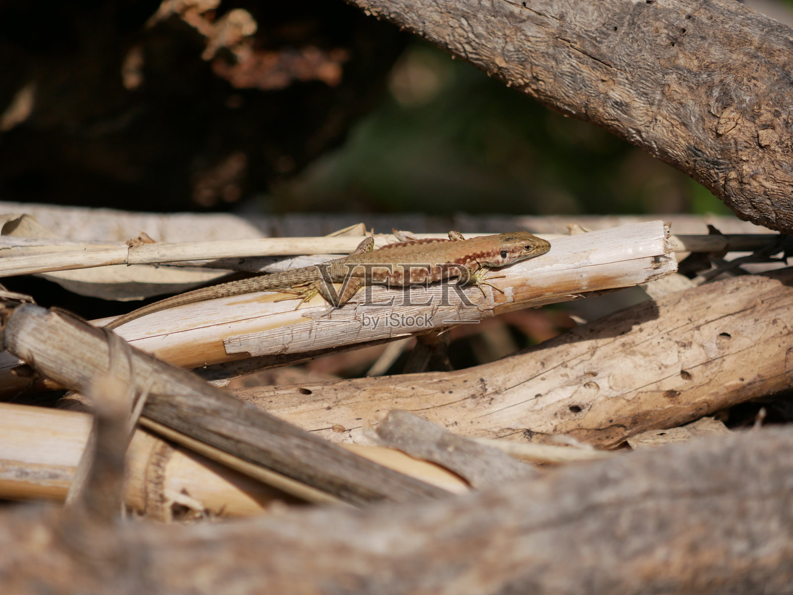 在温暖的春天,一只小蜥蜴在晒太阳。爬行动物沿着树枝移动。在自然条件下爬行动物的生命。照片摄影图片