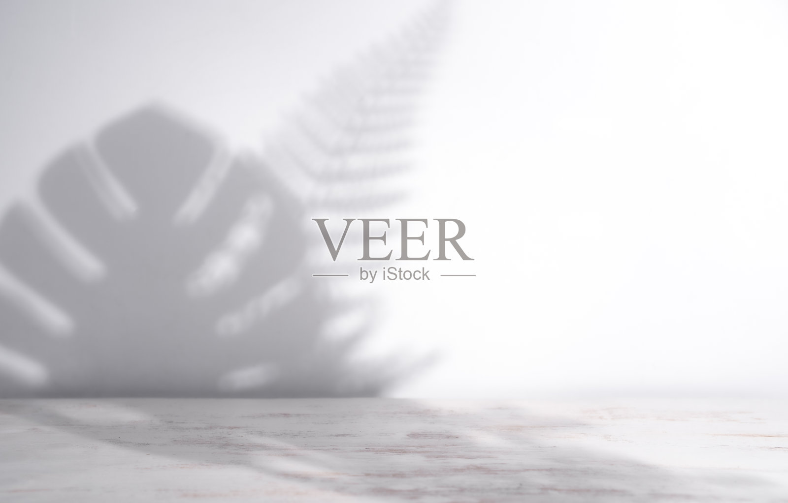 夏天的背景阴影,树枝树叶在白色的墙上照片摄影图片