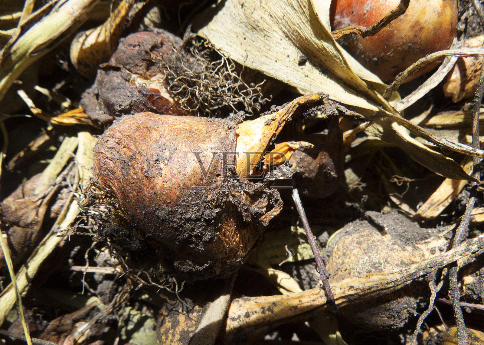 球茎郁金香美丽的照片花农场,花市,商店。照片摄影图片