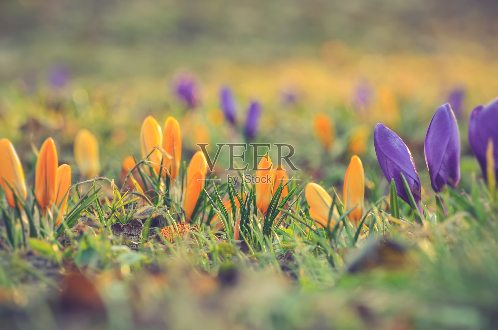 彩色的自然背景与花朵。照片摄影图片