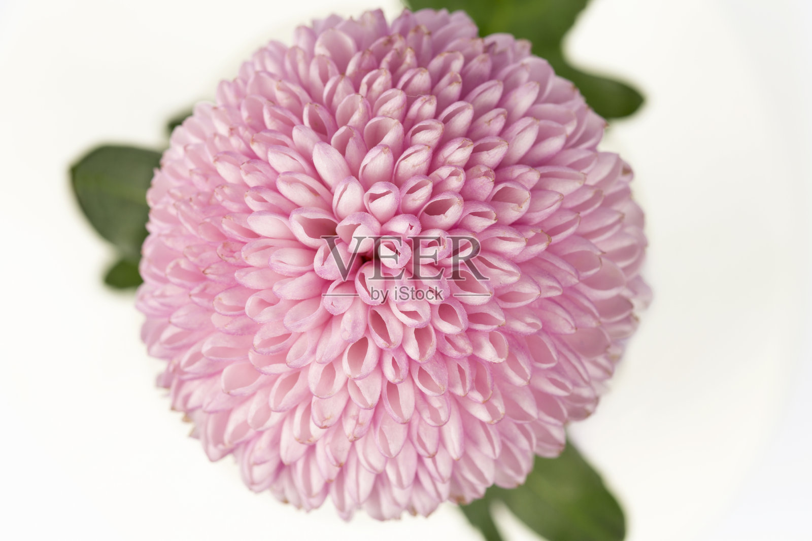 白色背景上的花照片摄影图片