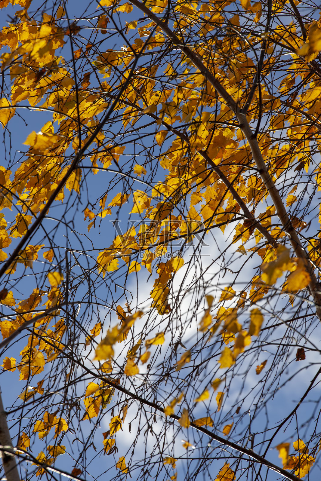 秋天的桦树,叶子是橙色的照片摄影图片