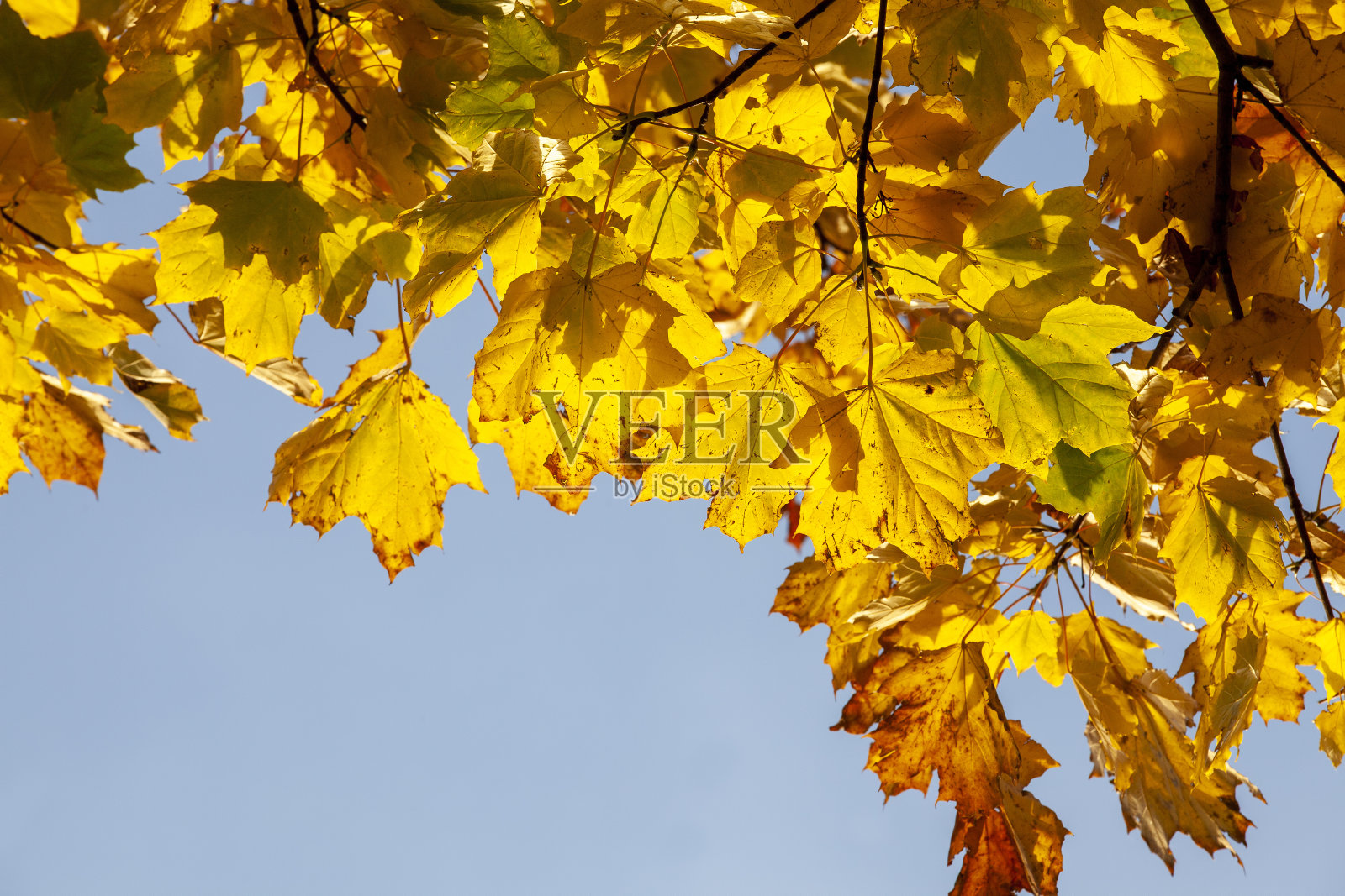 秋天的橙叶树照片摄影图片