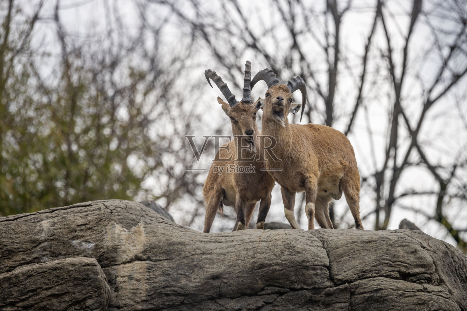 野山羊的战斗照片摄影图片