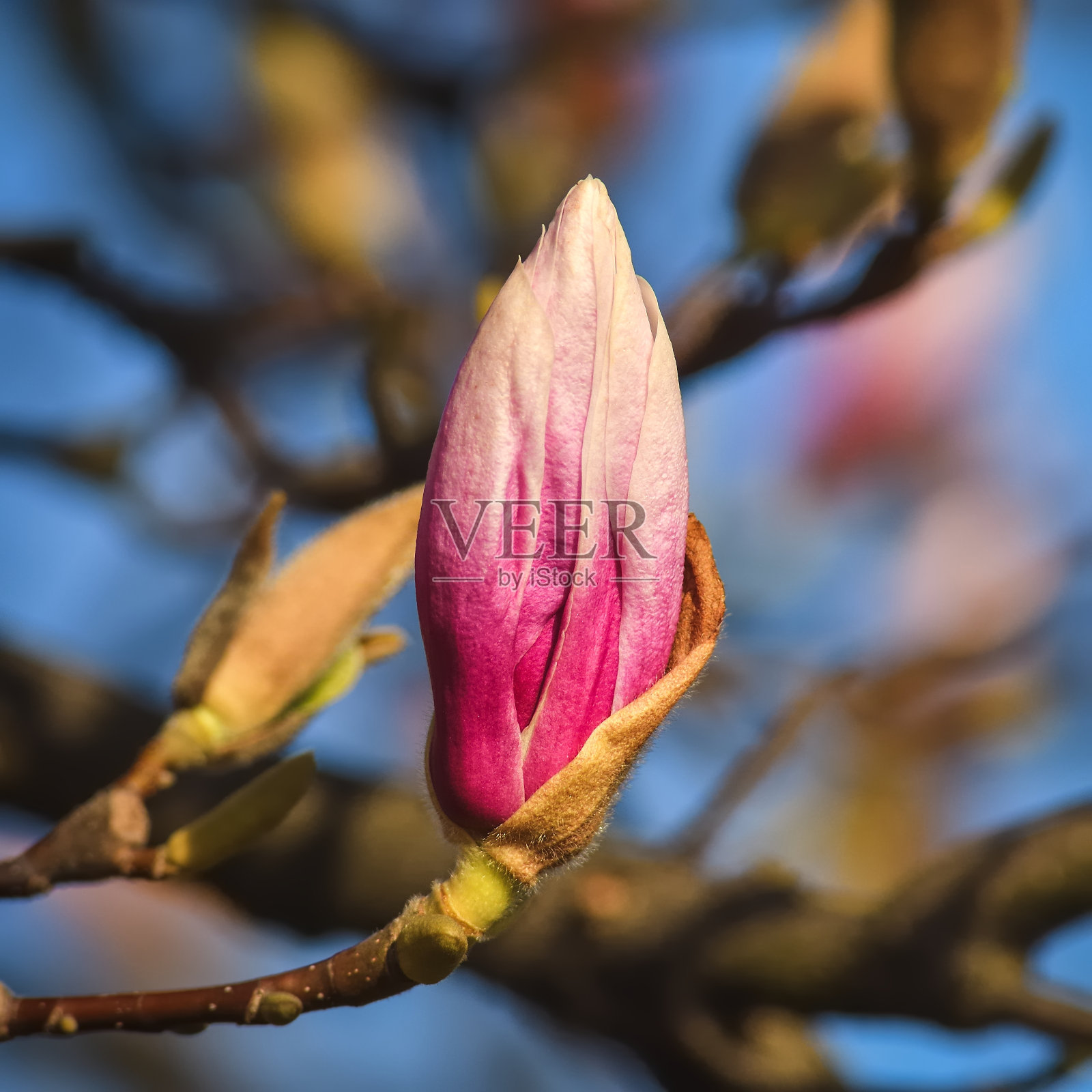 美丽的花卉的概念。照片摄影图片