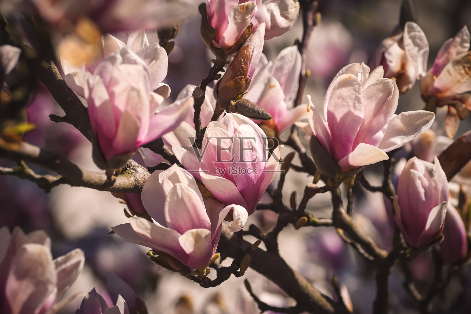 美丽的花卉的概念。照片摄影图片