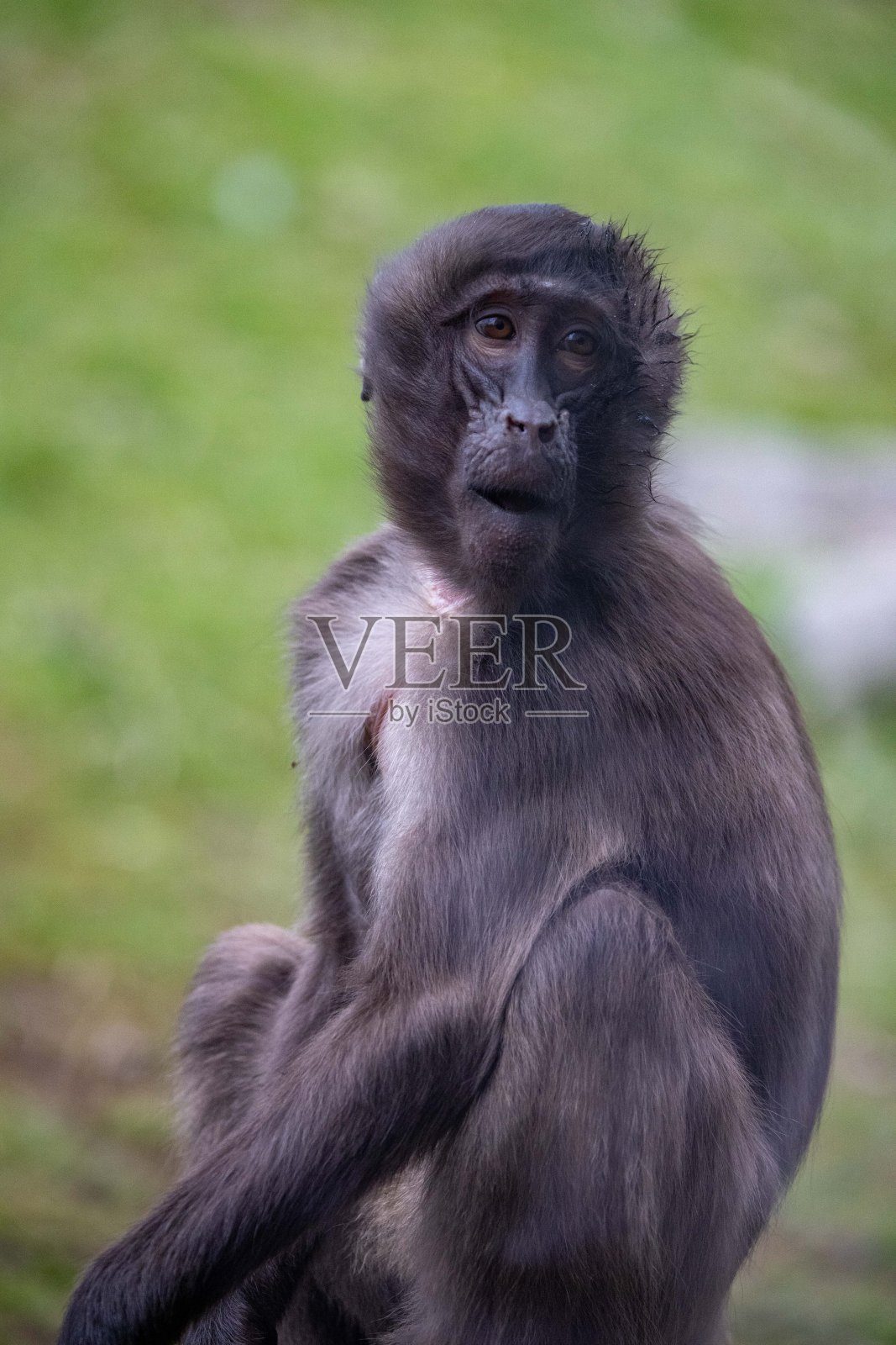 猴子坐在照片摄影图片