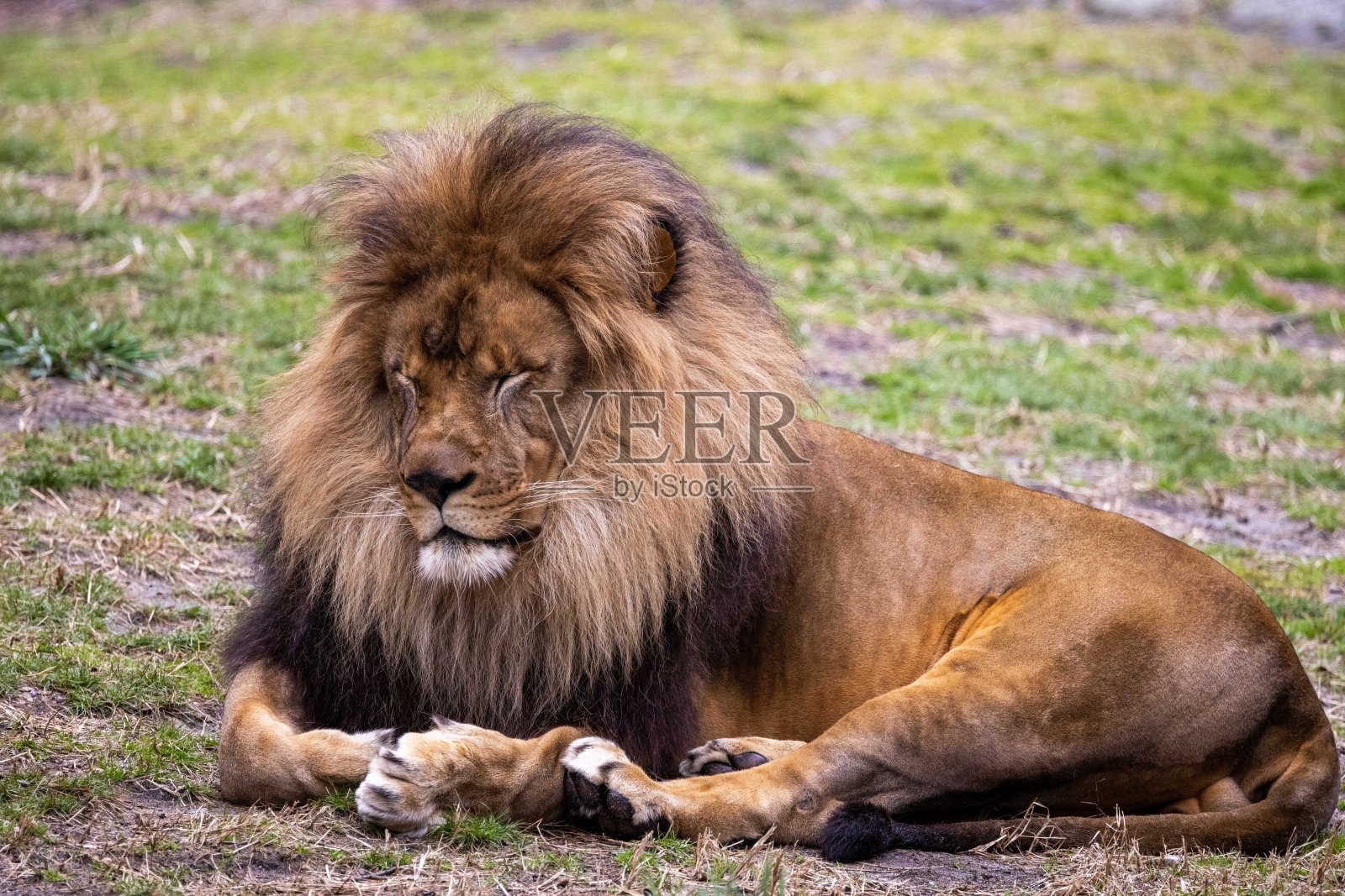 狮子坐在照片摄影图片