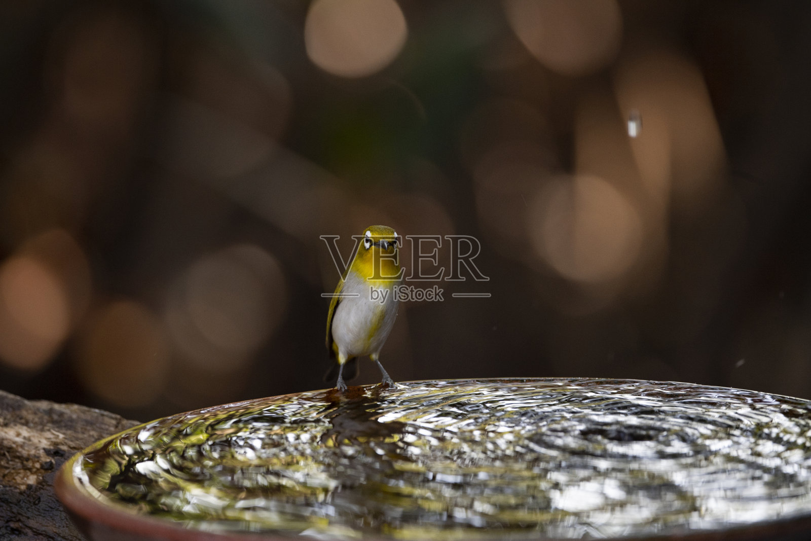 日本白眼照片摄影图片