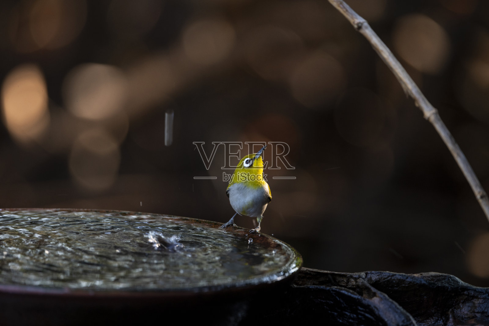 日本白眼照片摄影图片