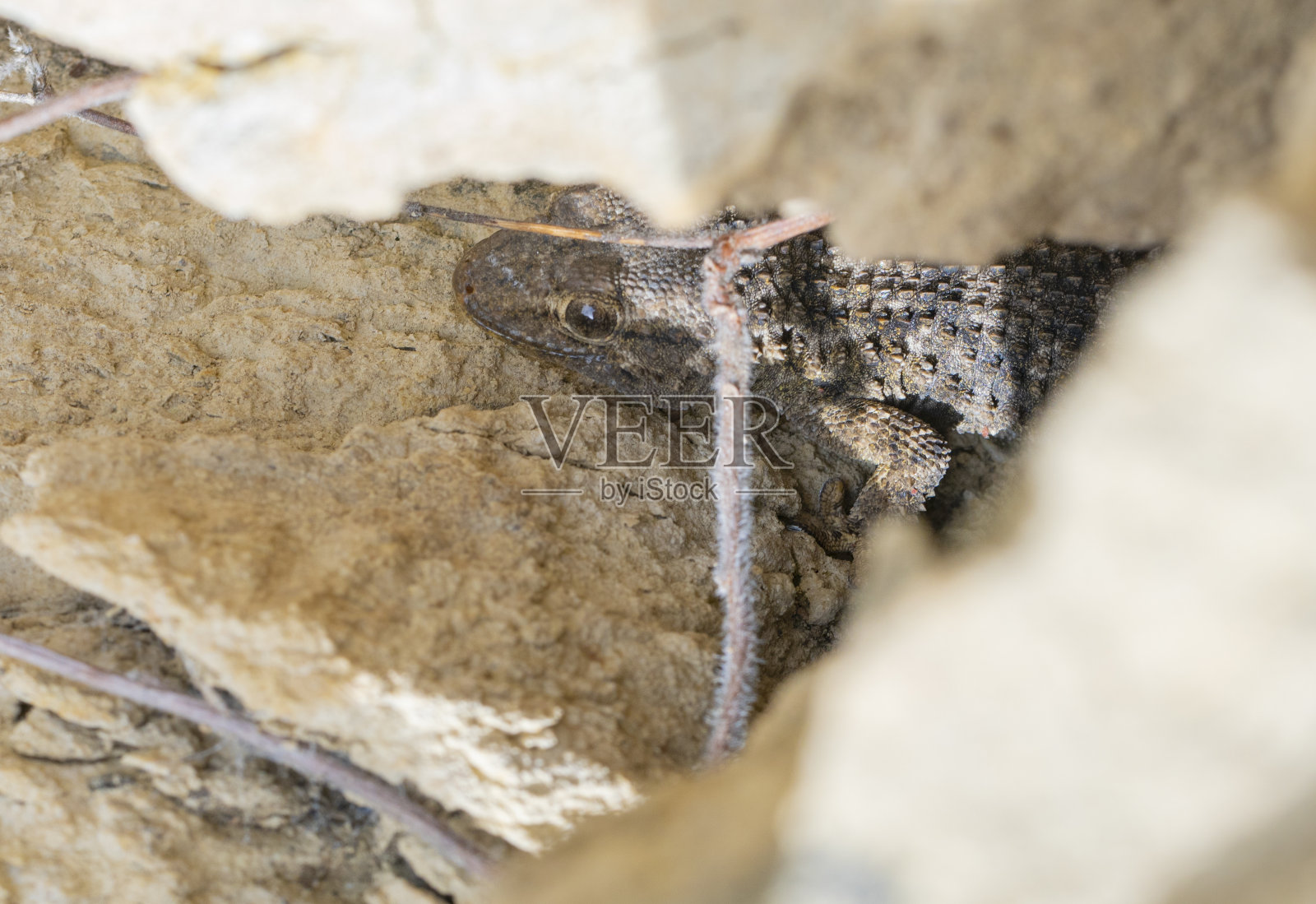 塔伦托拉茅里塔尼察砂岩之间照片摄影图片