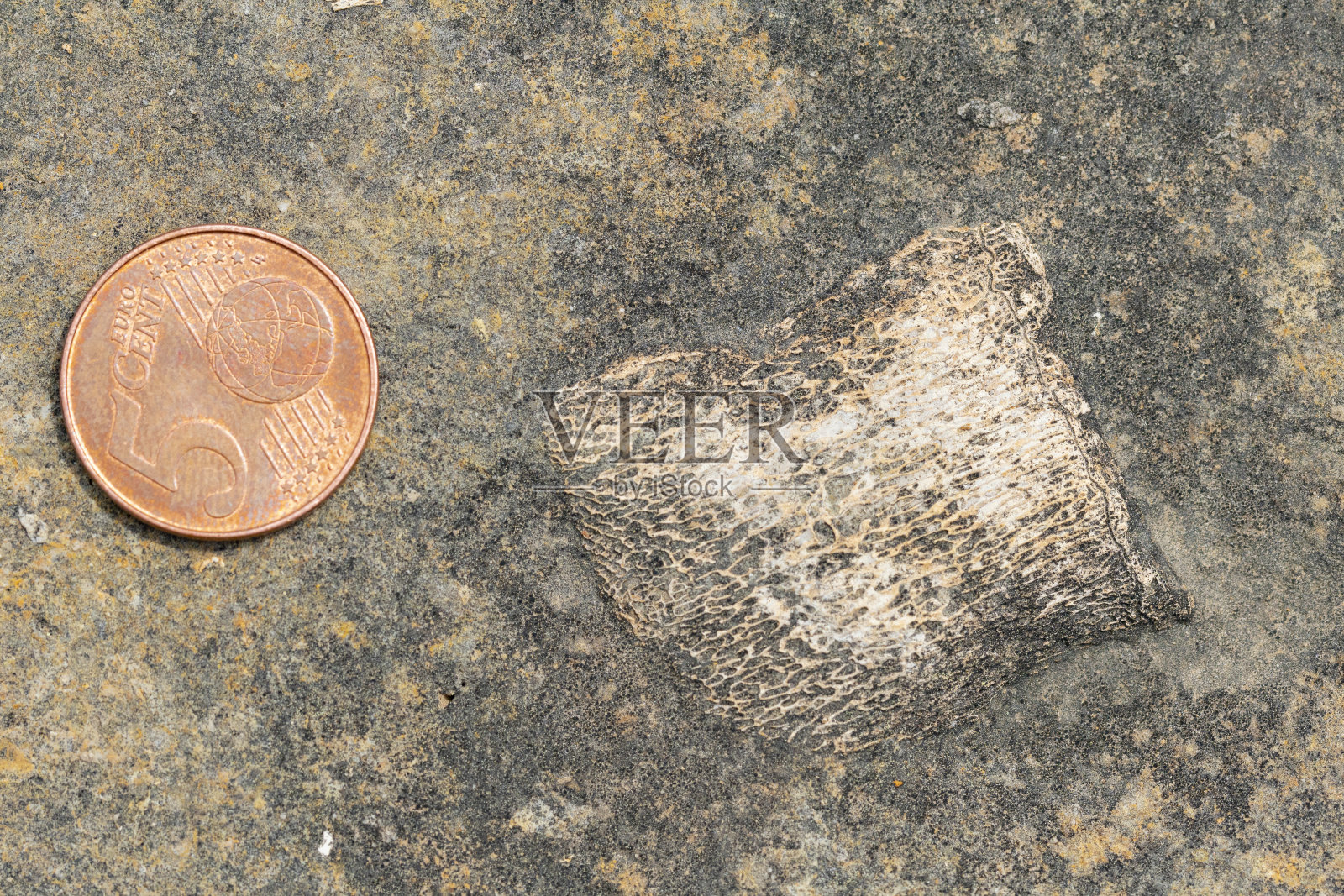 砂岩上的脊椎化石,始新世照片摄影图片