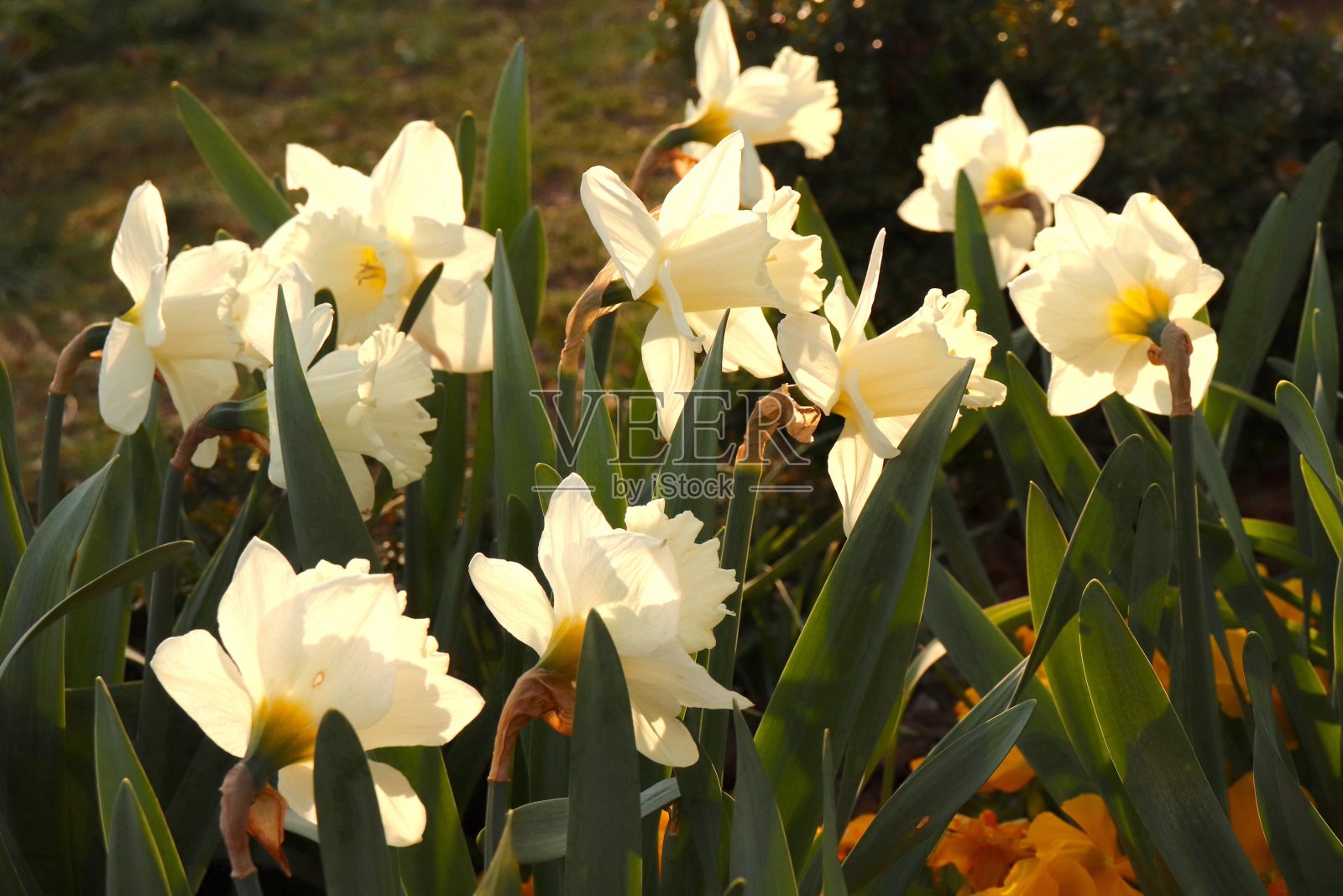 白色水仙背光与晨光照片摄影图片