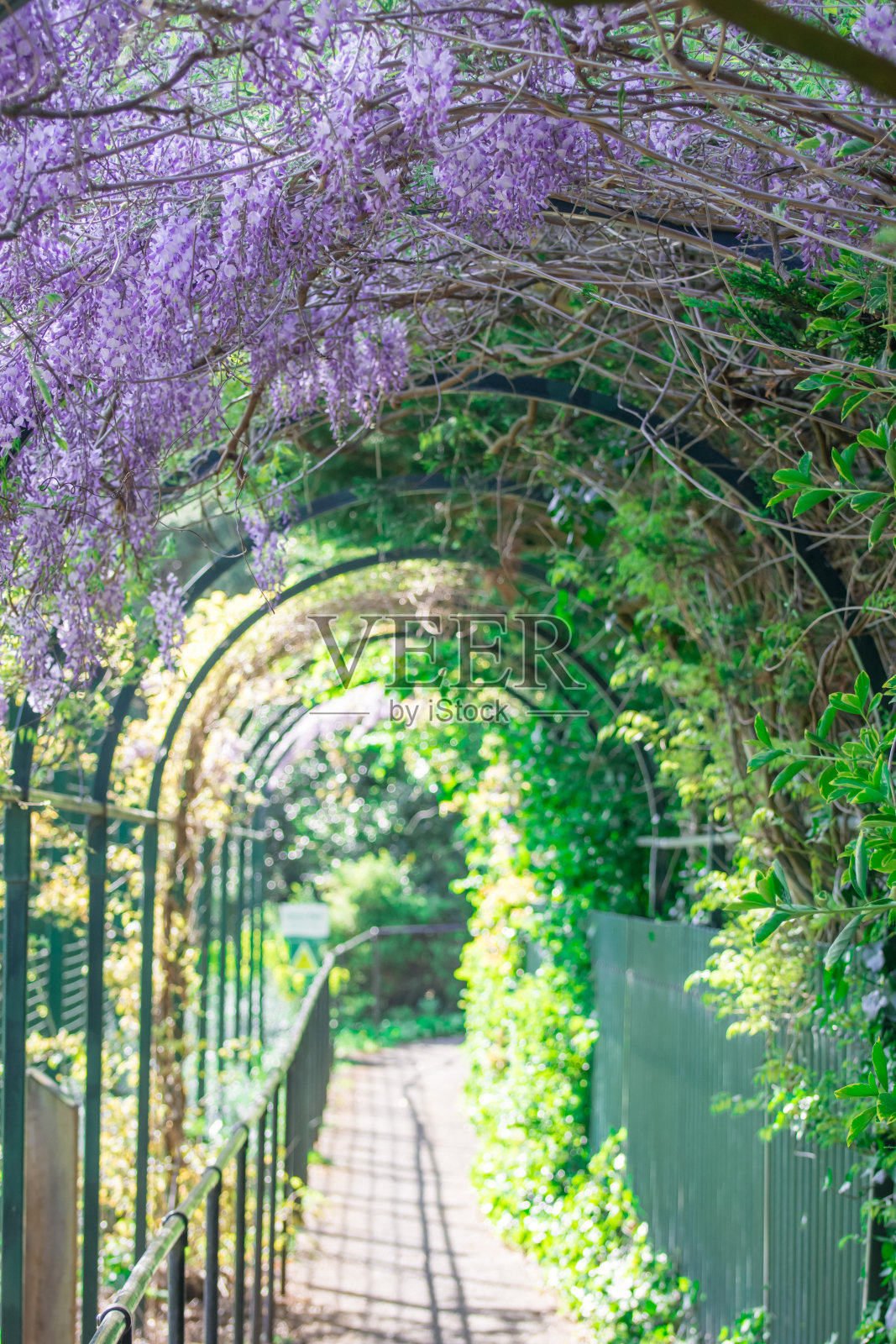 美丽的春天自然花卉背景照片摄影图片