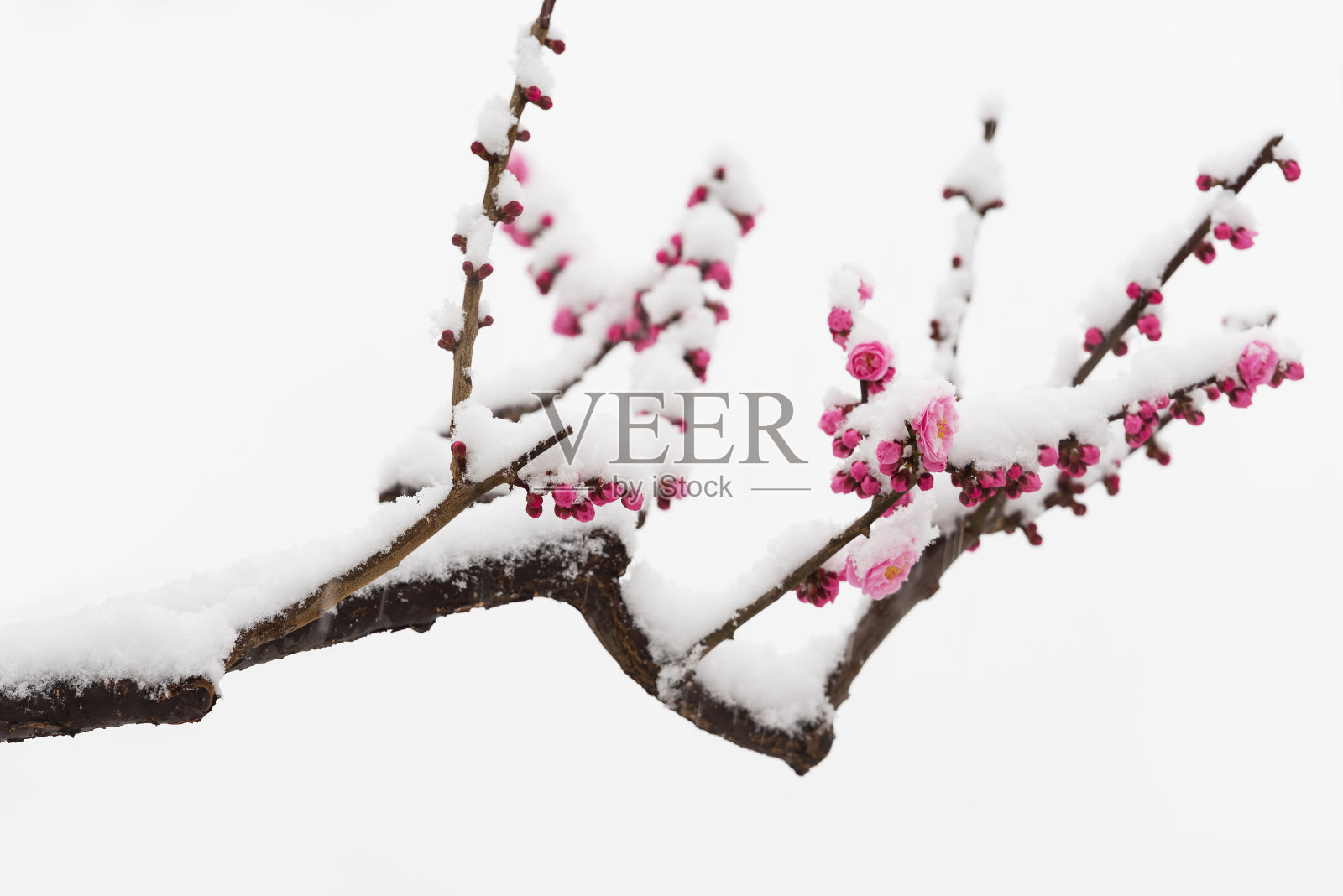 梅花在春天的雪地里盛开照片摄影图片