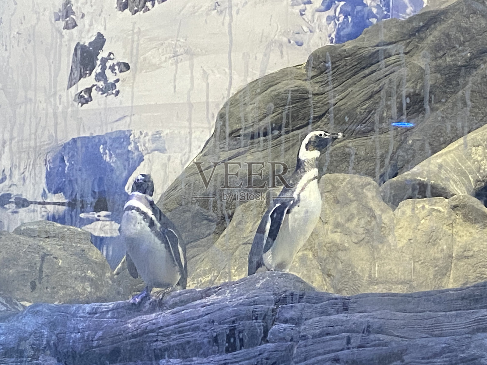 冰川上的企鹅照片摄影图片