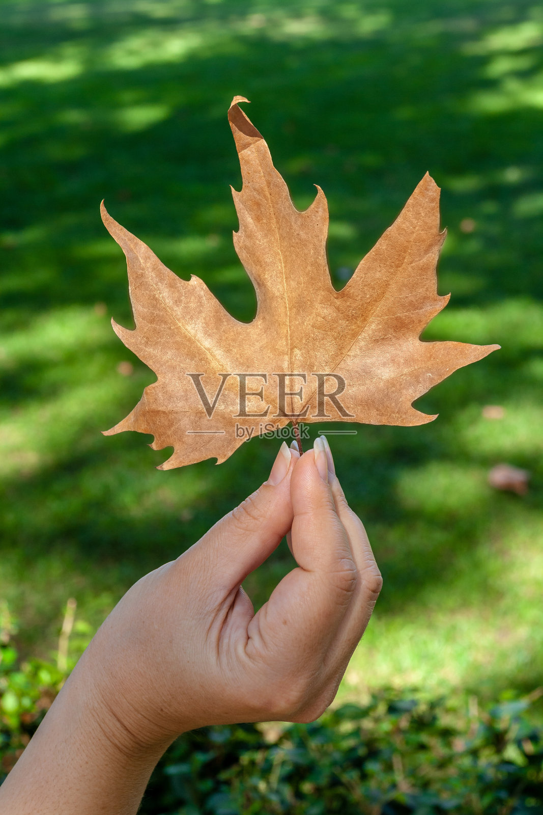 枫叶在女性的手的背景上绿色模糊的草。照片摄影图片