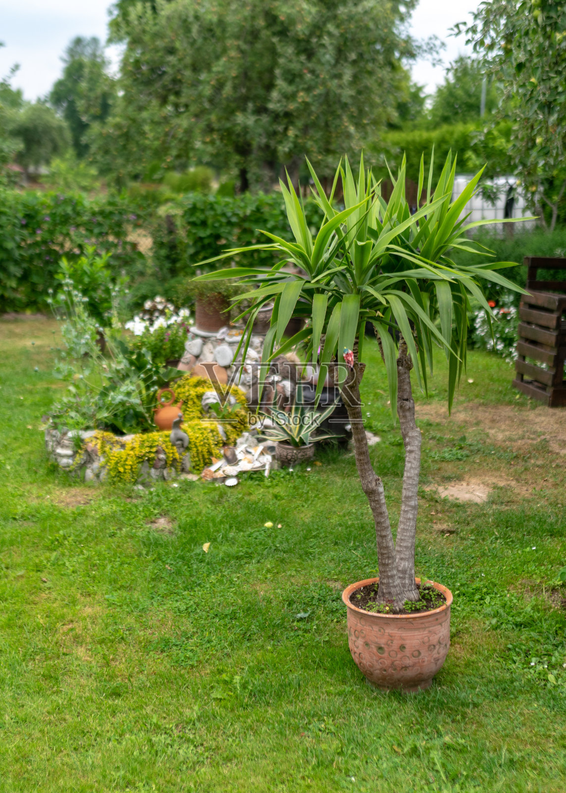 在夏季的园林中,各种各样的植物和花卉,以造园的概念为爱好,以园林装饰为背景照片摄影图片