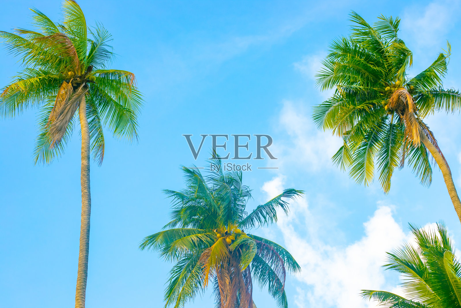 椰子树映衬着蓝天。旅行和旅游照片摄影图片